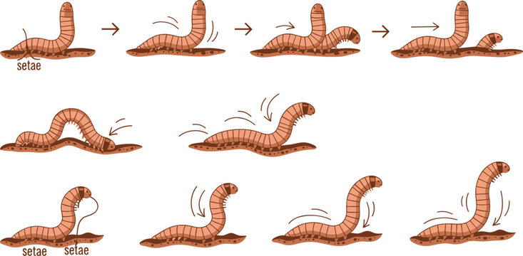 Earthworm Movement Vector Set Featuring Worm Locomotion Stages, Body Segments, Setae Function, and Soil Crawling Motion Biology Illustration