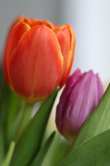 Naklejka premium red and yellow tulips