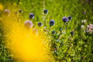 Blumenwiese im Frühling © Stephan