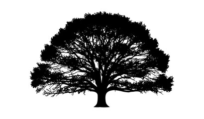 Detailed Oak Tree Silhouette Vector – Intricate Branching Black Tree Isolated on White © MstRahana