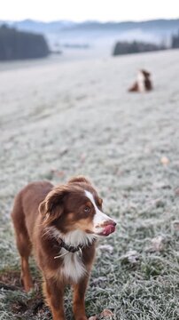 Australian Shepherd on Frosted Winter Field