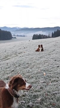 Australian Shepherd Dogs in Frosted Winter Landscape