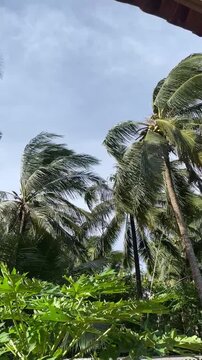 High-quality video of coconut trees and papaya foliage under a bright sky. Captures the authentic essence of tropical flora and exotic nature. Great for backgrounds, or environmental articles.