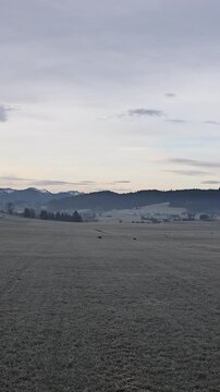 Dogs Running in Frosty Alpine Meadow at Dawn