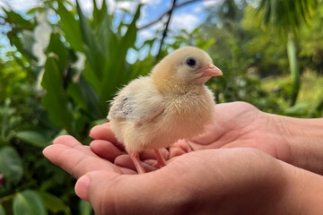 Small yellow newborn chick standing on human palms outdoors, tiny fluffy bird on open hands with green garden plants in background © ValeriyPH