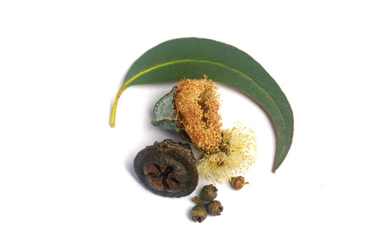 Top view of Eucalyptus elongated green leaves and brown seed pods close-up