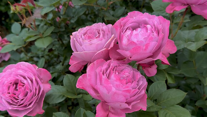 Fototapeta premium Photo of beautiful pink rose flowers in nature in sunny botanical garden. Buds of flowering plants.