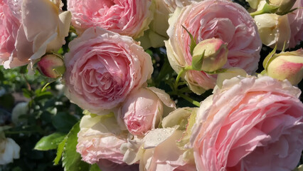 Photo of beautiful pink white rose flowers in 
nature in sunny botanical garden. Buds of flowering...
