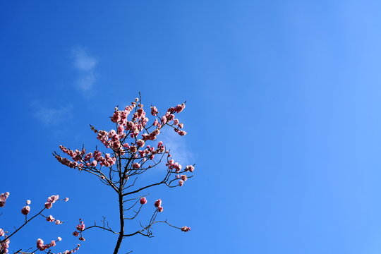 pulm tree on blue sky