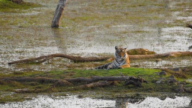 Tiger T-120 cooling off in Malik Lake, Ranthambhore Tiger Reserve, India 