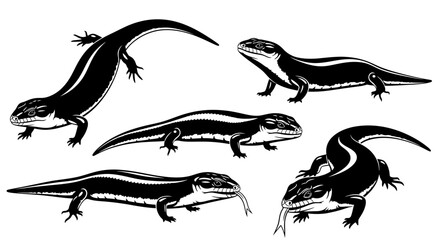 Obraz premium Set of Five Black and White Skinks or Lizards in Various Poses