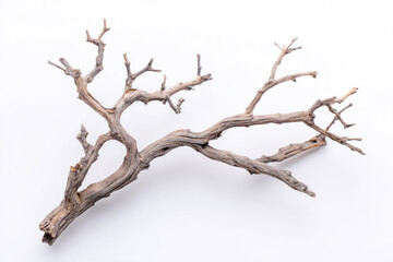 Fototapeta premium Dry branch with many small twigs on a plain background