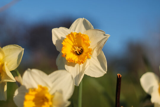Morning Sunlight Daffodils In UBC Gardens