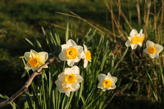 Morning Sunlight Daffodils In UBC Gardens