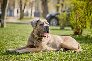 Strong and elegant Cane Corso dog walking in a spring park. enjoying a sunny day outdoors, surrounded by fresh green trees and blooming nature. Concept of pet care, active lifestyle, loyal companion.