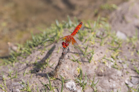 Close up of a red dragonfly with spread wings in natural habitat