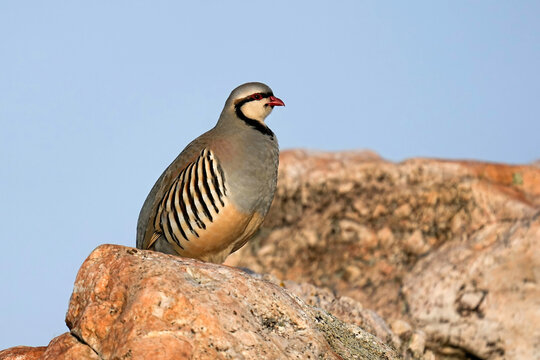 Chukar Partridge Sunrise