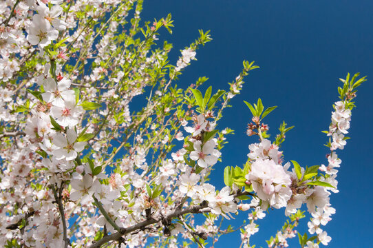 Blooming almond trees in Sicily