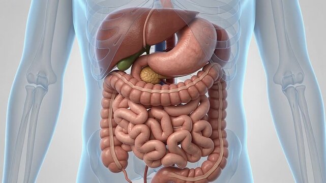 Human digestive system process illustrated step by step in clear detail