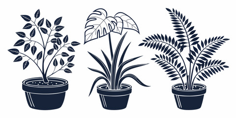 Three potted plants with different foliage and flowers © Sp