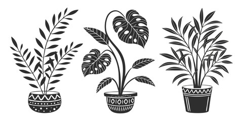 Three potted plants with different leaf shapes and sizes © Sp