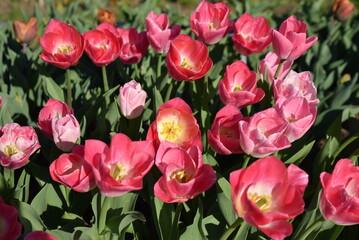 Obraz premium Tulipes&nbsp;roses&nbsp;au&nbsp;jardin&nbsp;au&nbsp;printemps