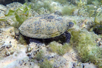 The European pond turtle - (Emys orbicularis), underwater in Ohrid lake © Kolevski.V