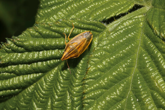 Wanze Spitzling auf einem Brombeerblatt, Aelia acuminate