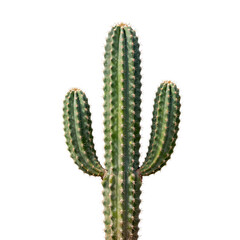 Naklejka premium Isolated saguaro cactus on white background, showcasing its form and unique features