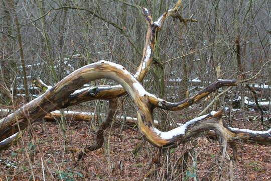 Totholz, umgest&uuml;rzte Baumst&auml;mme im Wald