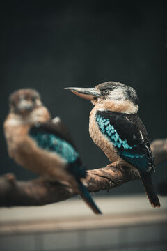 Blaufl&uuml;gelkookaburra auf Ast im weichen Licht &ndash; exotisches Vogelportr&auml;t mit Bokeh