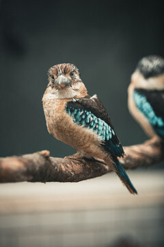 Blaufl&uuml;gelkookaburra auf Ast im weichen Licht &ndash; exotisches Vogelportr&auml;t mit Bokeh
