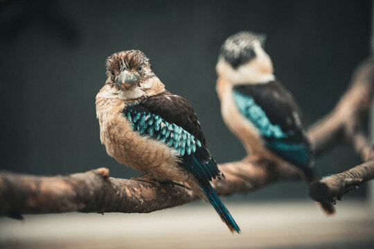 Blaufl&uuml;gelkookaburra auf Ast im weichen Licht &ndash; exotisches Vogelportr&auml;t mit Bokeh