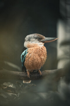 Blaufl&uuml;gelkookaburra auf Ast im weichen Licht &ndash; exotisches Vogelportr&auml;t mit Bokeh