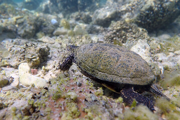 The European pond turtle - (Emys orbicularis), underwater in Ohrid lake © Kolevski.V