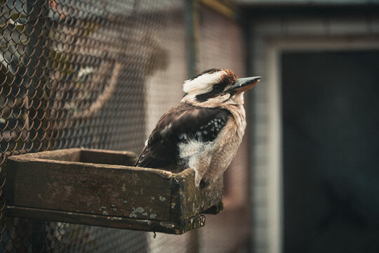 Blaufl&uuml;gelkookaburra auf Ast im weichen Licht &ndash; exotisches Vogelportr&auml;t mit Bokeh