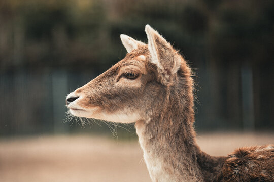 Rehe im Tierpark