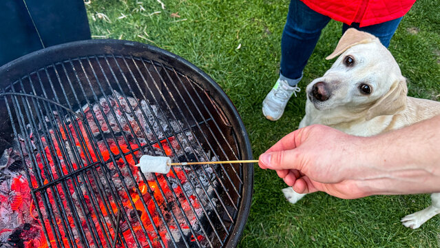 Backyard marshmallow roasted over glowing charcoal with curious dog and visible adult white male handwarm summer evening, ideal for lifestyle, pet, and social media use