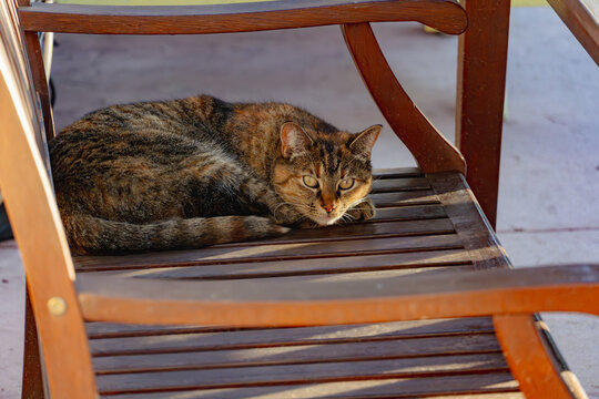 Tabby cat resting on sunny wooden bench