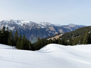 Fototapeta premium Evergreen forest or coniferous trees and alpine pastures in a winter setting above the Engelberg tourist resort - Canton of Obwalden, Switzerland (Kanton Obwald, Schweiz)