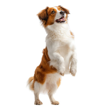 A dog is standing on its hind legs and looking up at the camera