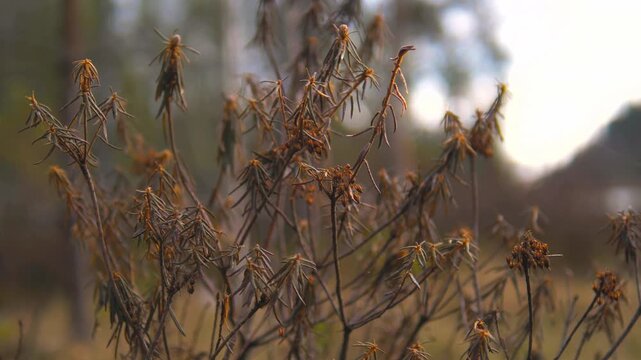 Dry Ledum palustre Seedheads Swaying in Breeze at Forest Edge Early Spring  &mdash; Rhododendron tomentosum, Wild Rosemary, Marsh Labrador Tea, Medicinal Plant, Boreal Forest