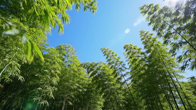 竹林