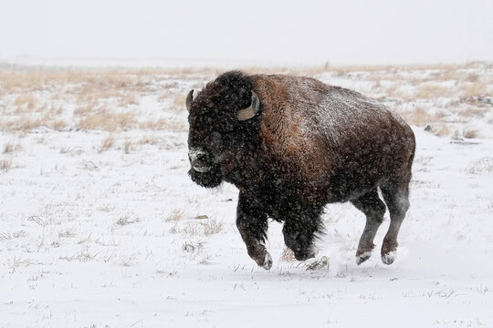American Bison Running