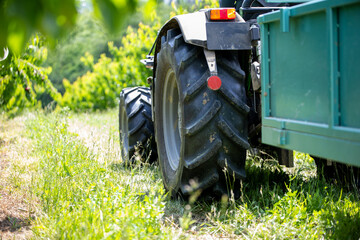 Tractor wheel and trailer in grassy orchard during farm harvest