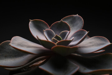 Tropical rainforest foliage plants bushes (ferns, palm, philodendrons and tropic plants leaves) in tropical garden on black background, green variegated leaves pattern nature frame forest background. © Alina Zavhorodnii