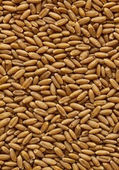 Obraz premium Macro shot showing the dense, repeating texture of golden harvested grain kernels filling the entire frame. Abstract food background, brown, organic, detailed