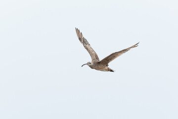 Obraz premium Seabird Flying Against a Clean Blue Sky