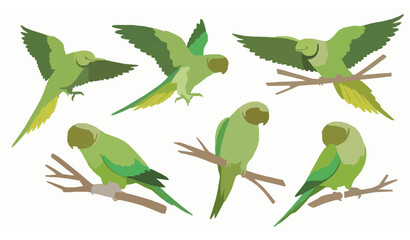 Fototapeta premium Green Rose-Ringed Parakeets Vector Illustration Set in Multiple Poses on White