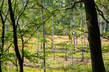 Sunlit birch forest glade with green foliage and summer grass © Michael Persson